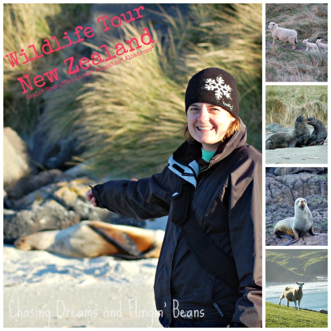 wildlife NZ collage